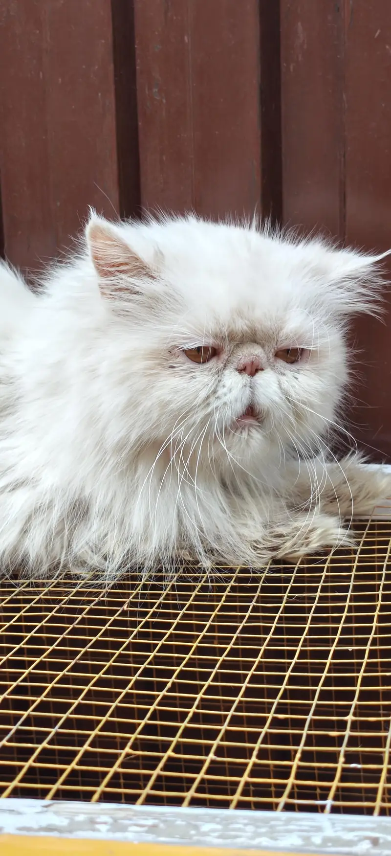 white peki face female for sale — photo 10