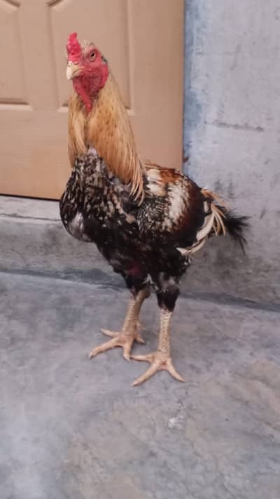 puarr breed