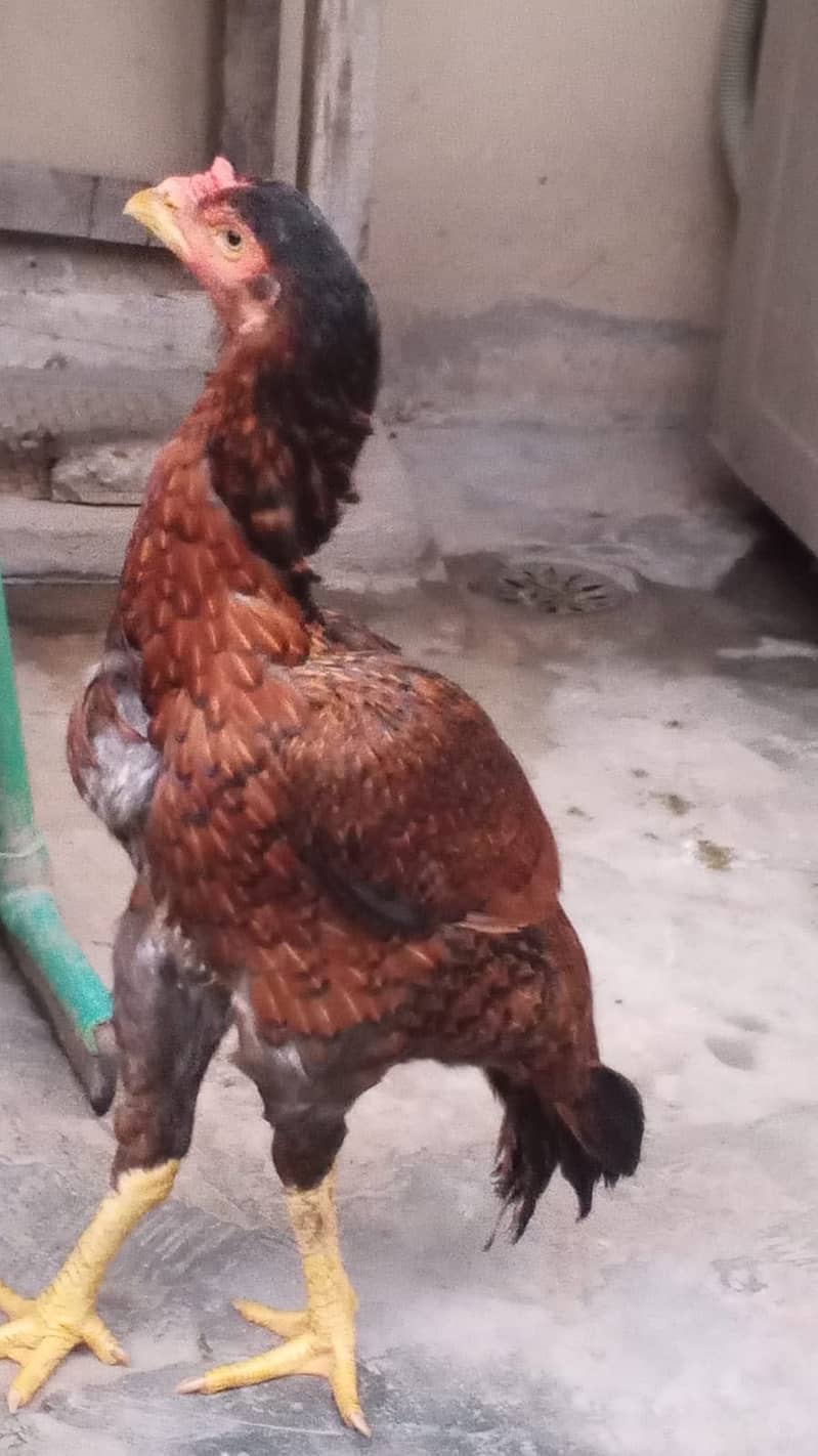 puarr breed 1