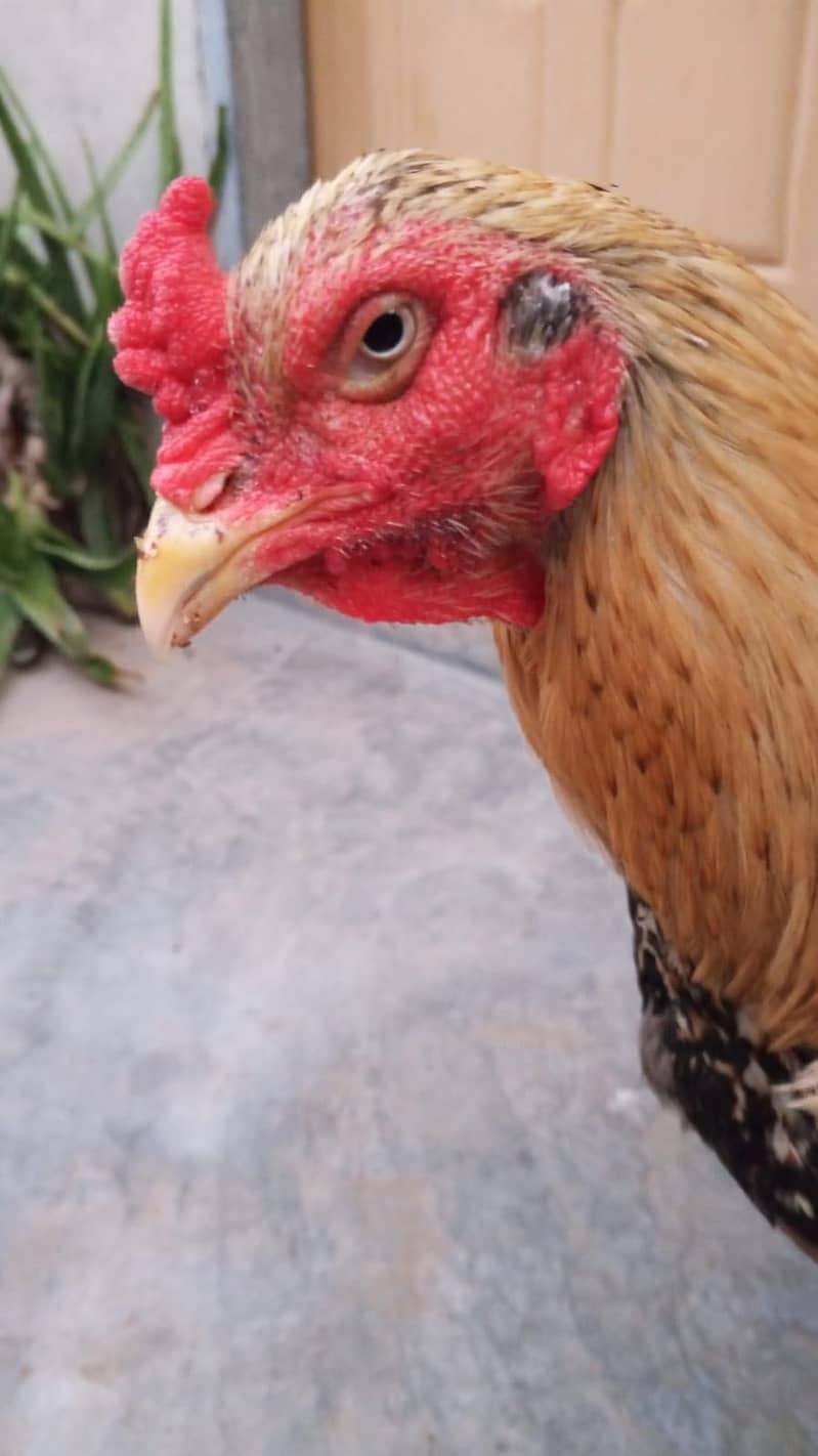 puarr breed 3