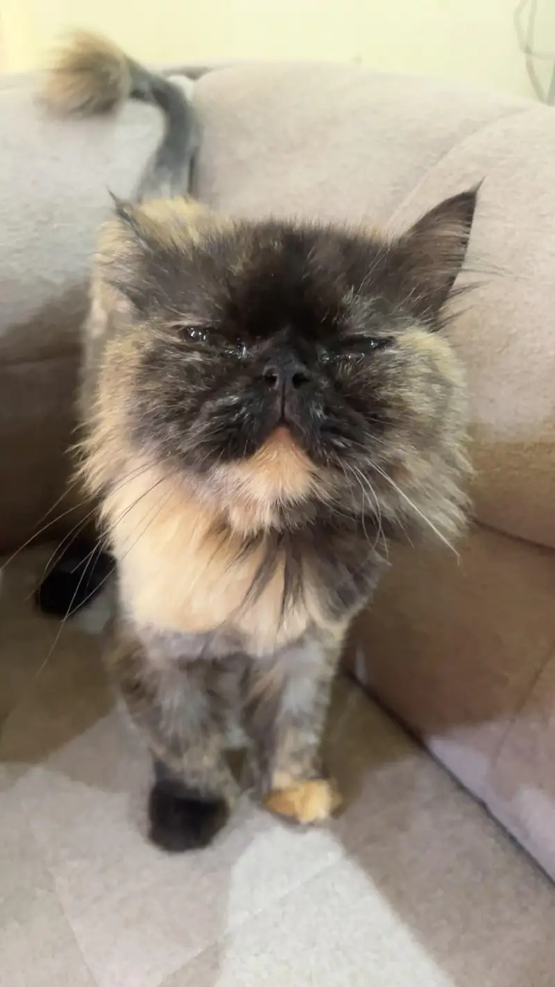 punch face female cat — photo 2