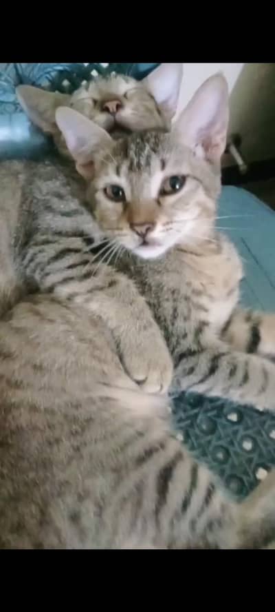 Persian Cat's Kittens Pair Female