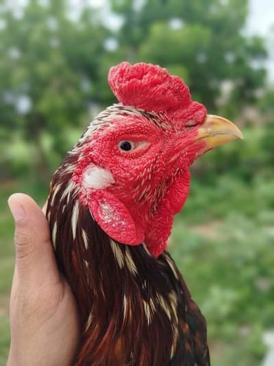 Premium Aseel Mianwali Rooster for Sale | Proven Breeder (2 Years Old)