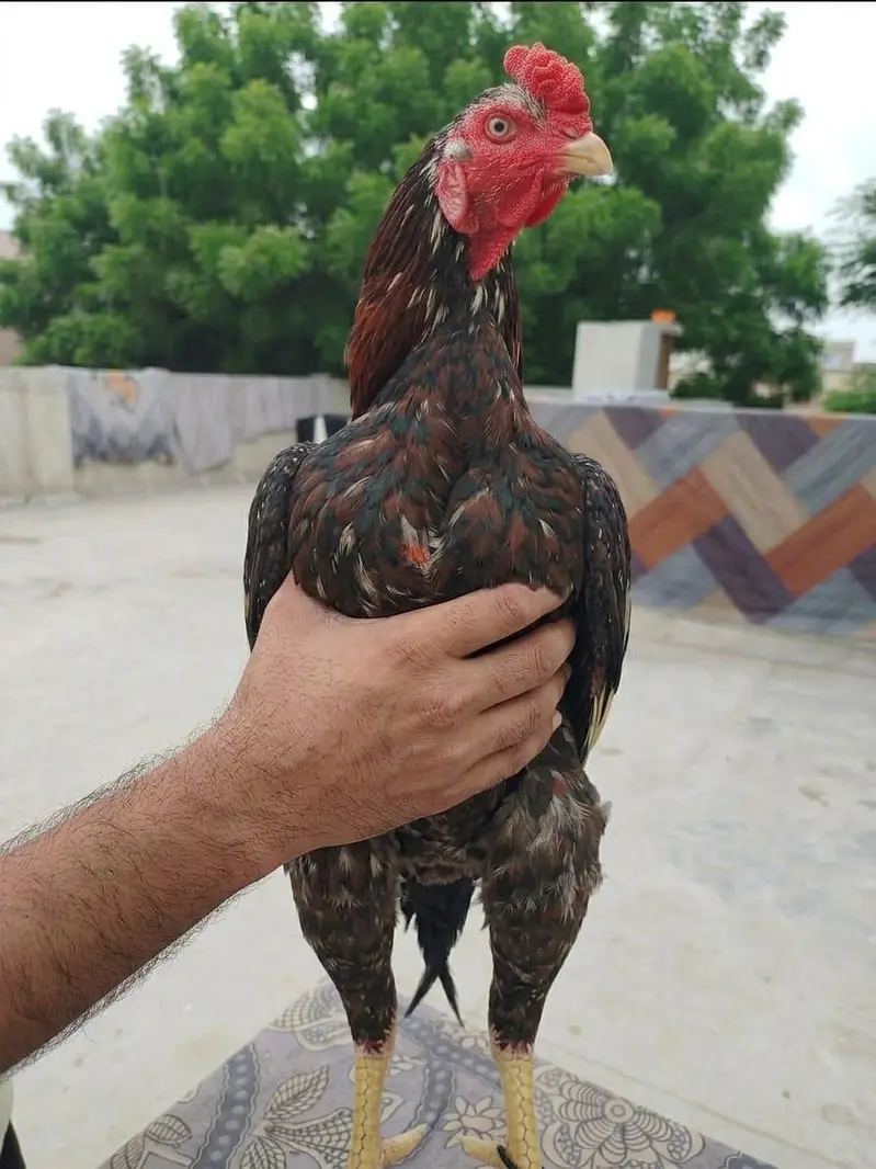 Premium Aseel Mianwali Rooster for Sale | Proven Breeder (2 Years Old) — photo 2