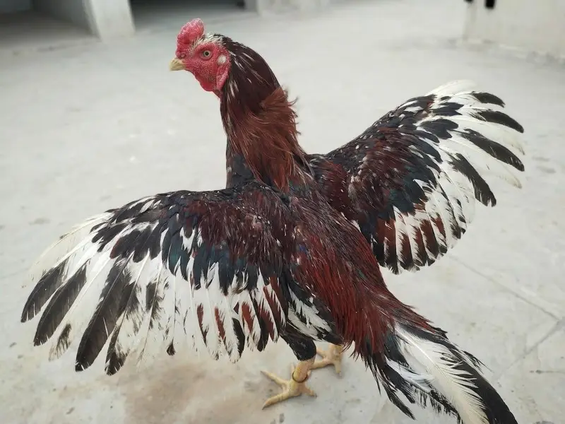Premium Aseel Mianwali Rooster for Sale | Proven Breeder (2 Years Old) — photo 3