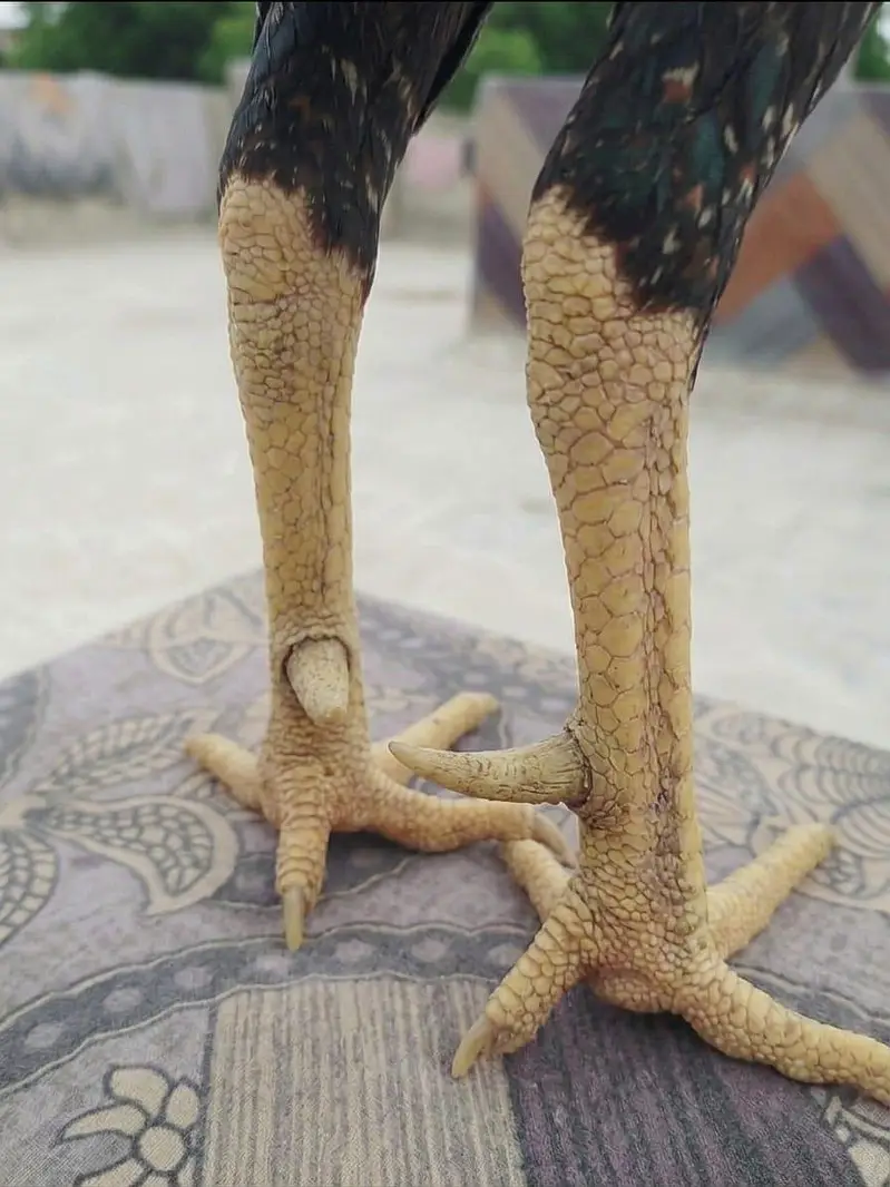 Premium Aseel Mianwali Rooster for Sale | Proven Breeder (2 Years Old) — photo 4
