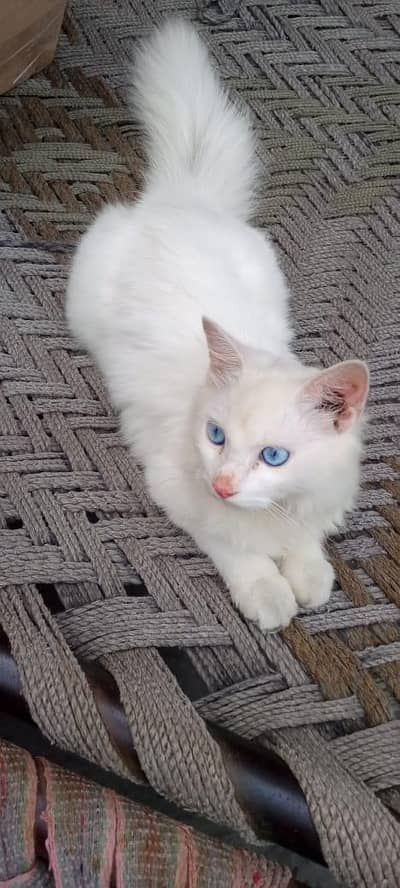 Persian Cat