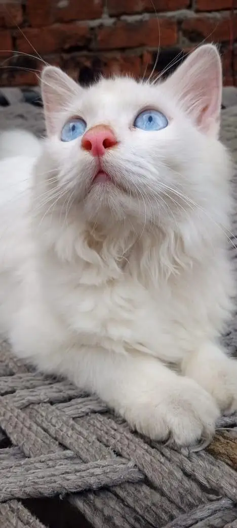 Persian Cat — photo 2