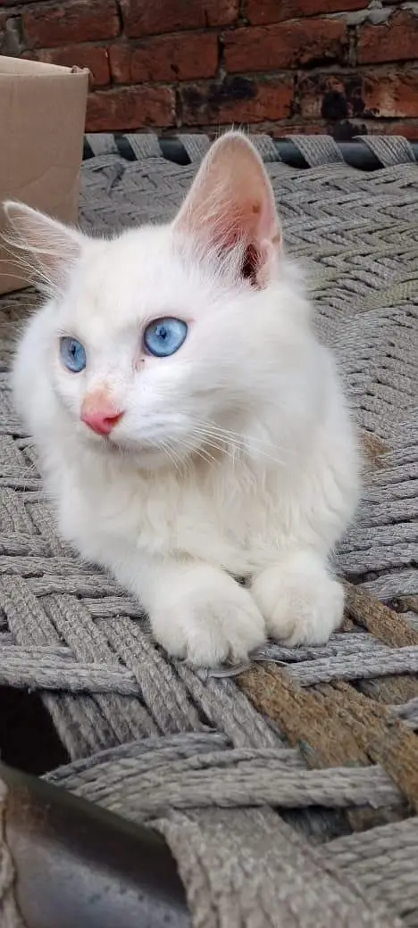 Persian Cat — photo 3