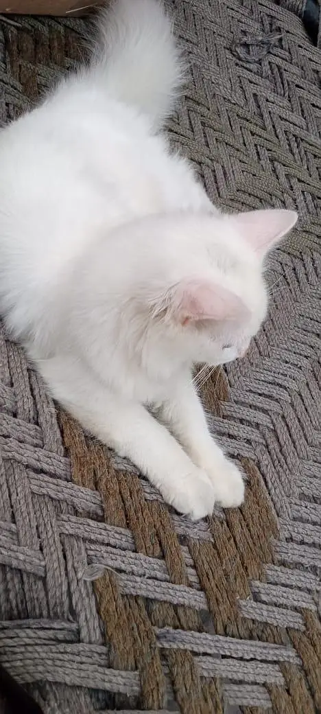 Persian Cat — photo 4