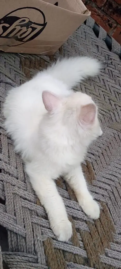 Persian Cat — photo 5