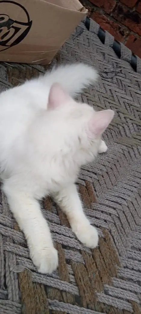 Persian Cat — photo 6