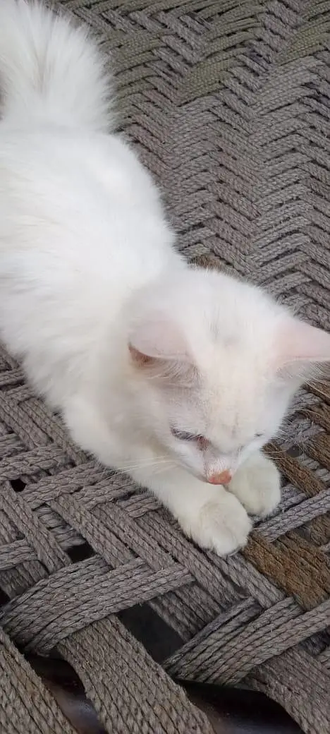 Persian Cat — photo 7
