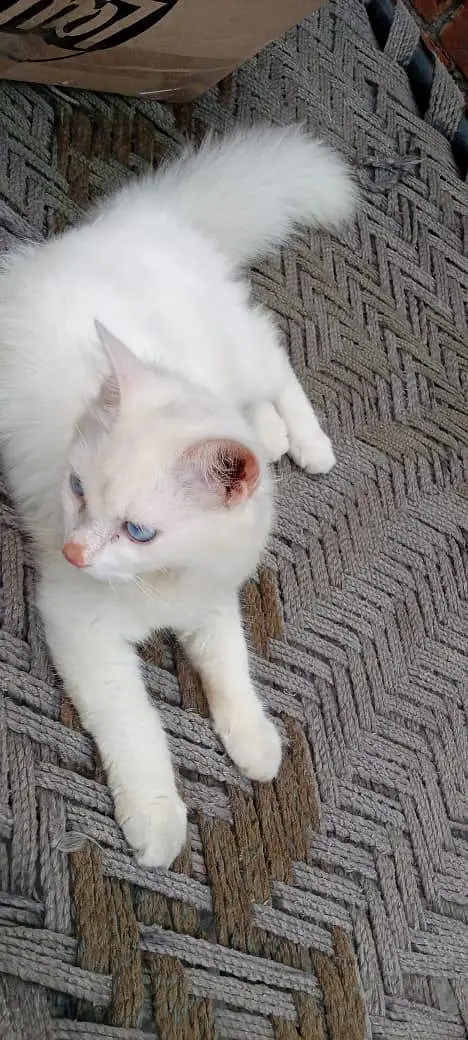 Persian Cat — photo 8