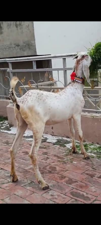 Makhi chene female goat age 2 dant