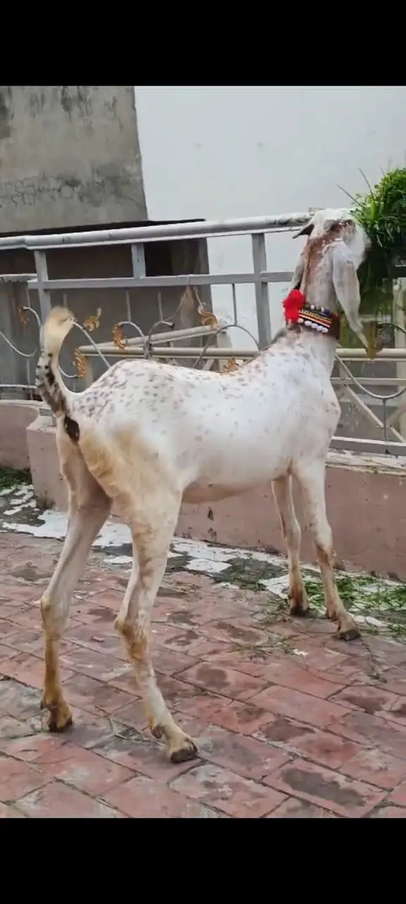 Makhi chene female goat age 2 dant