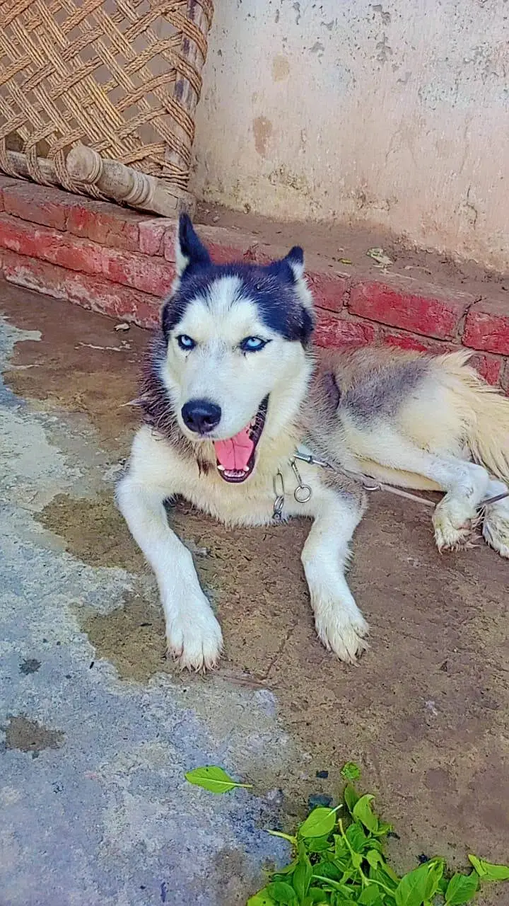 Suberian Husky