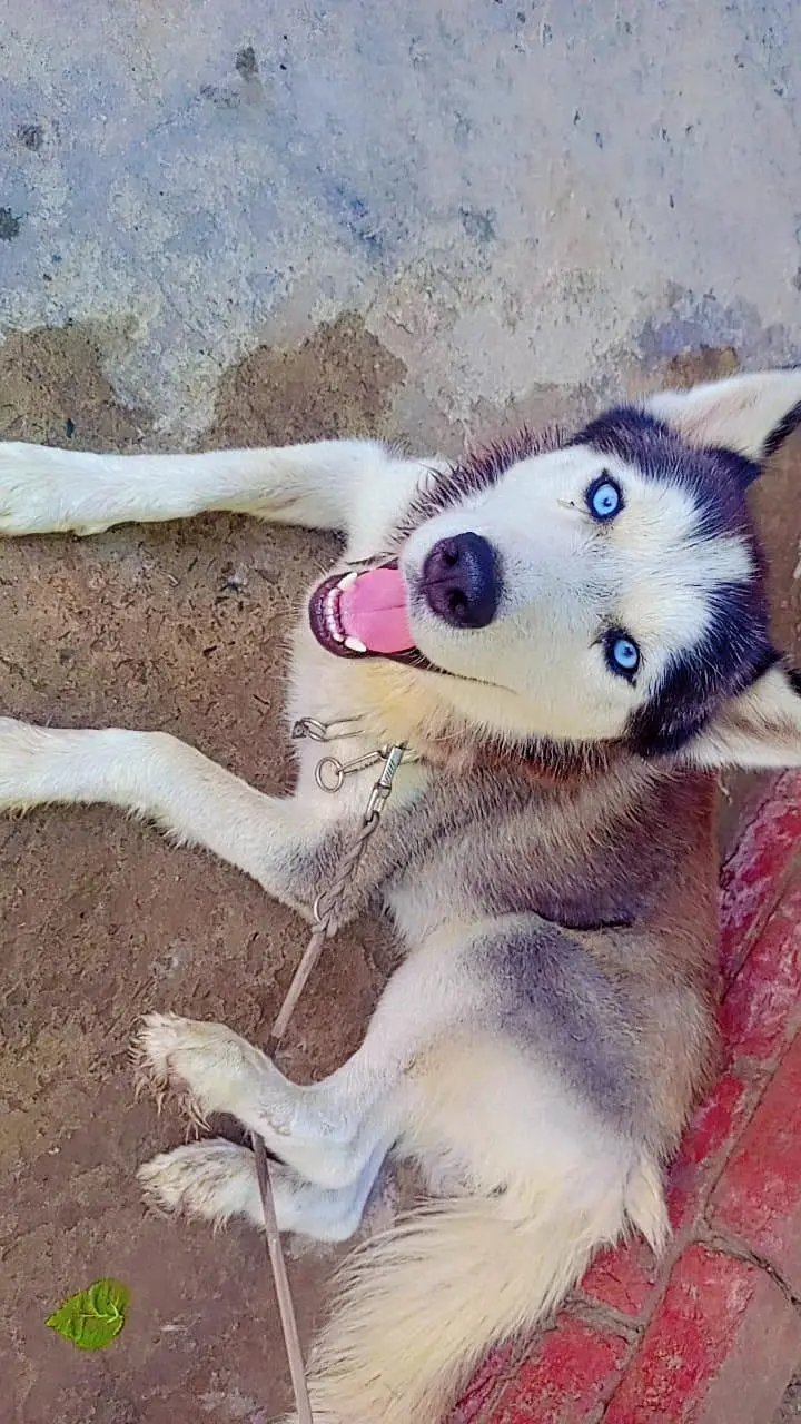 Suberian Husky — photo 2