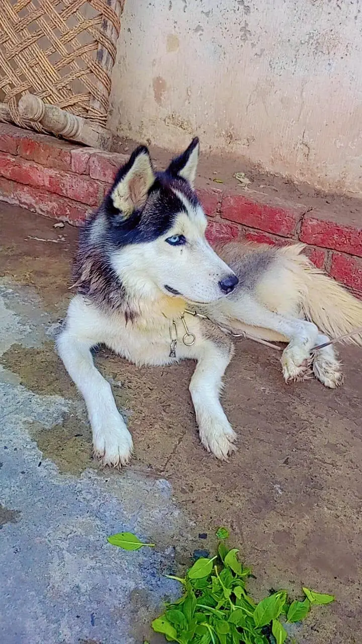 Suberian Husky — photo 3