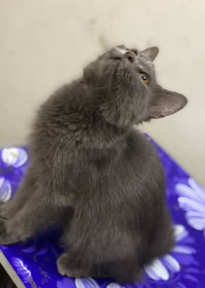 British Shorthair
