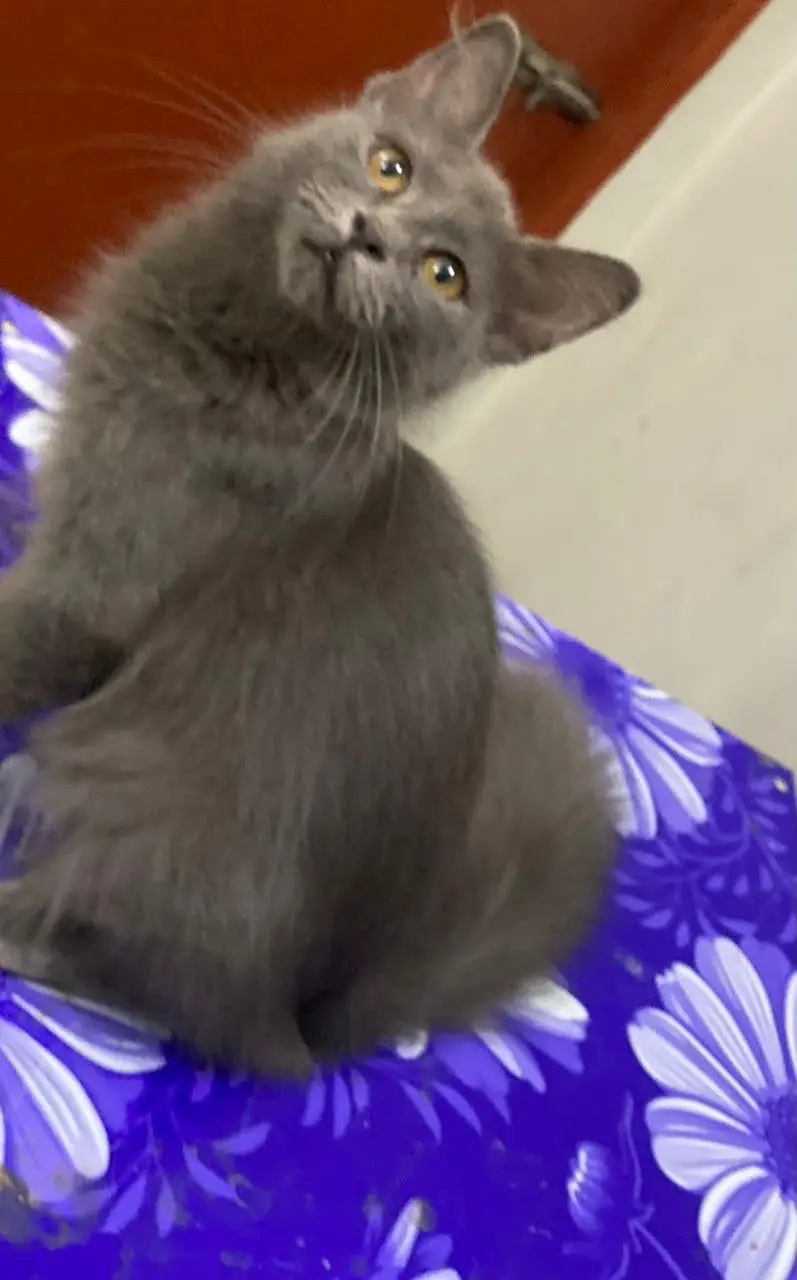 British Shorthair — photo 2