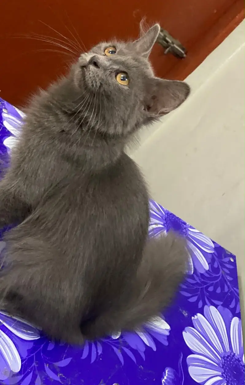 British Shorthair — photo 3