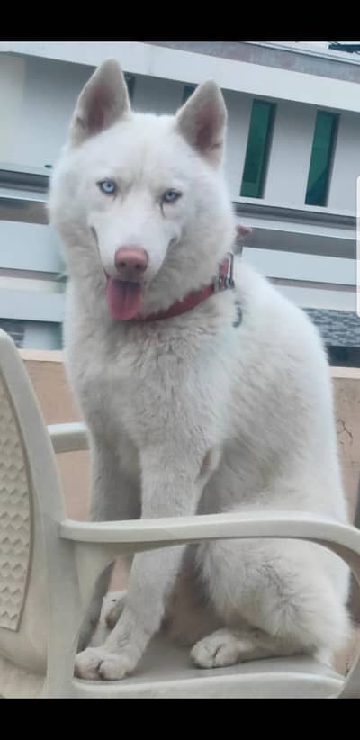 Purebred Siberian Husky K9 – 12 Months | Fully Trained |