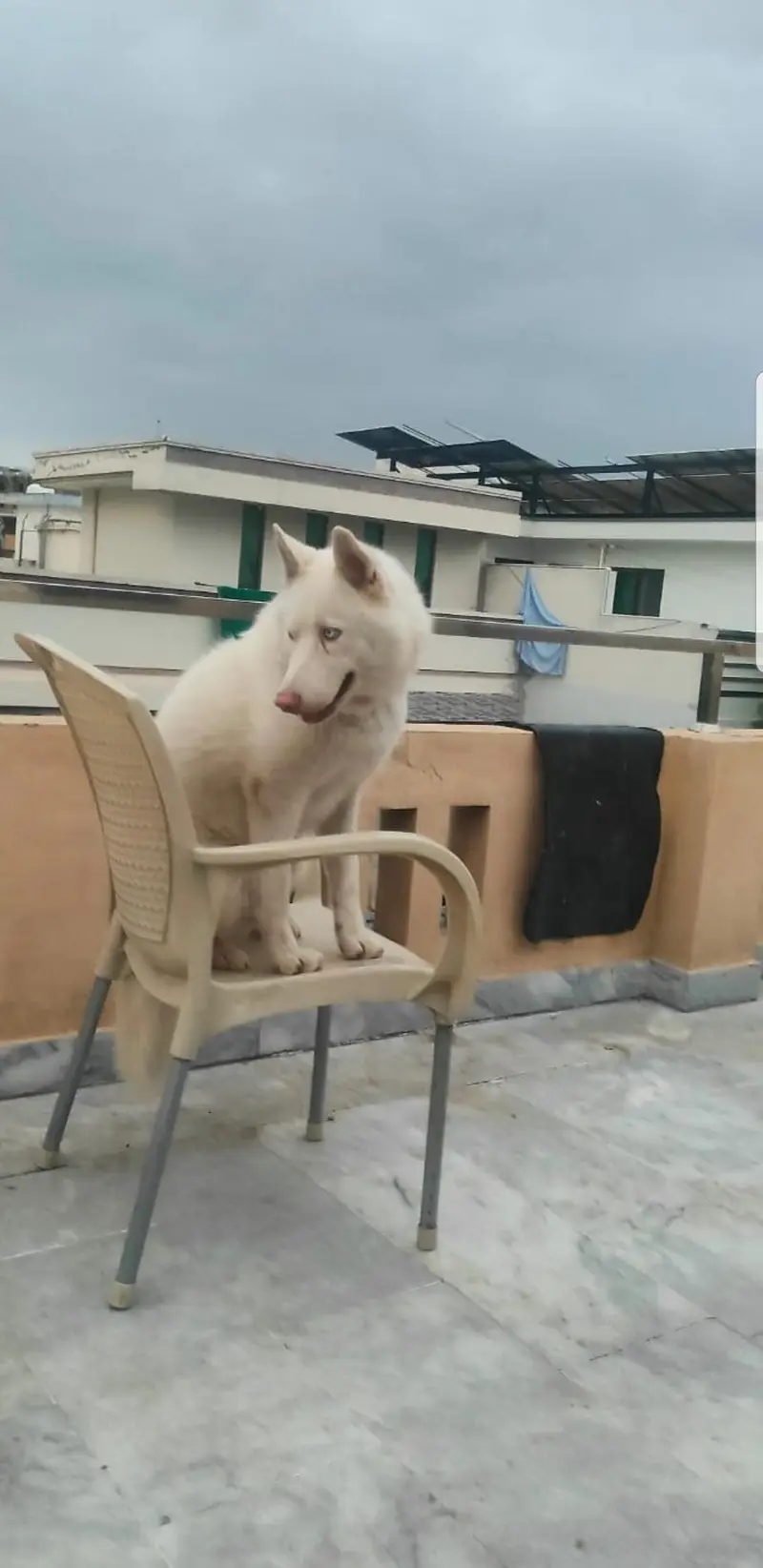 Purebred Siberian Husky K9 – 12 Months | Fully Trained | — photo 2