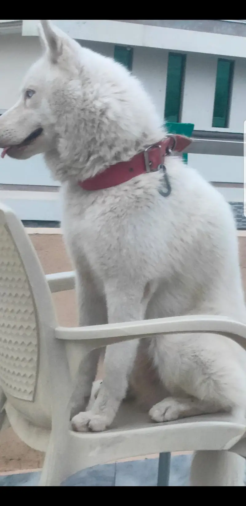 Purebred Siberian Husky K9 – 12 Months | Fully Trained | — photo 3