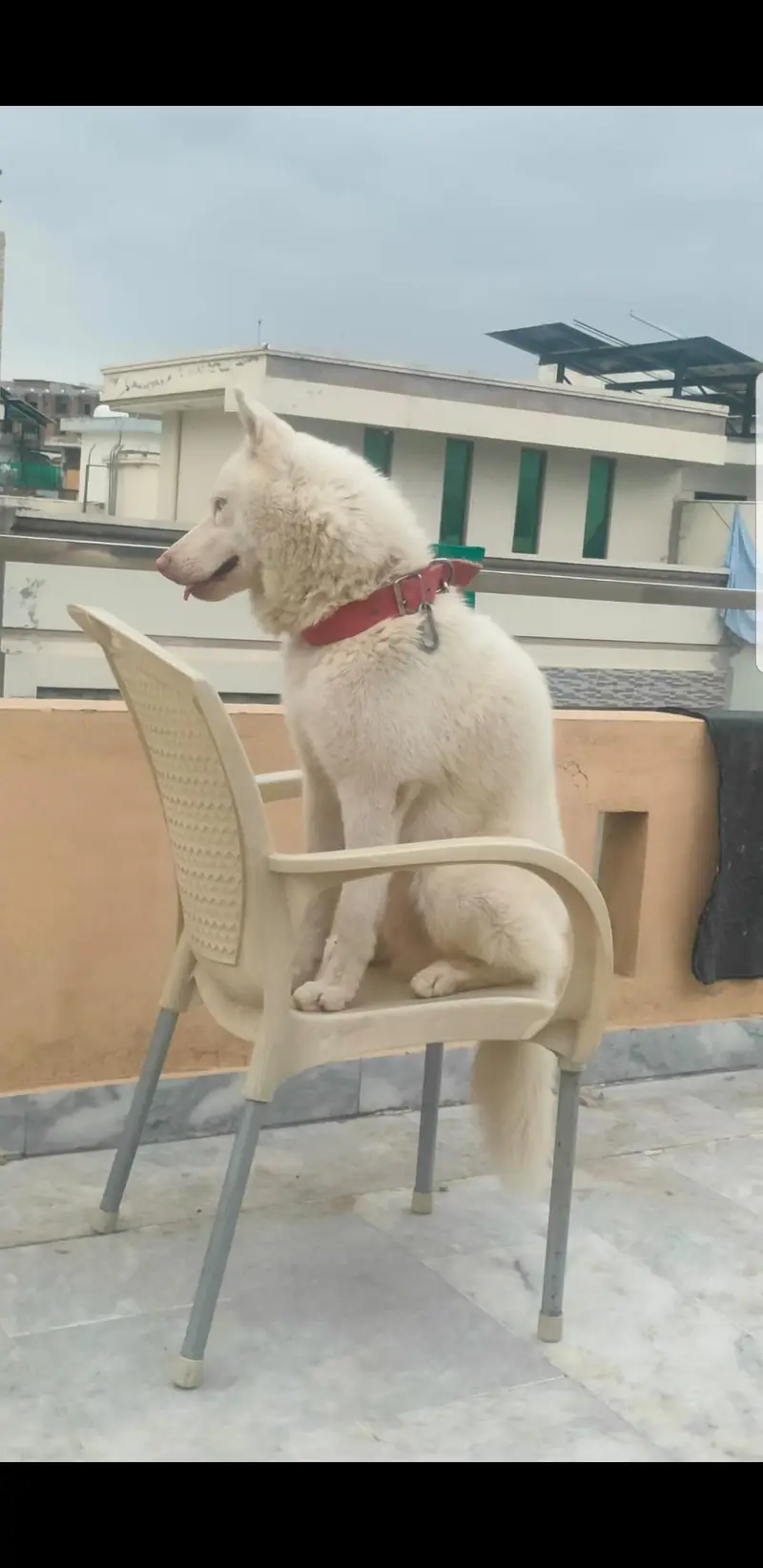 Purebred Siberian Husky K9 – 12 Months | Fully Trained | — photo 5