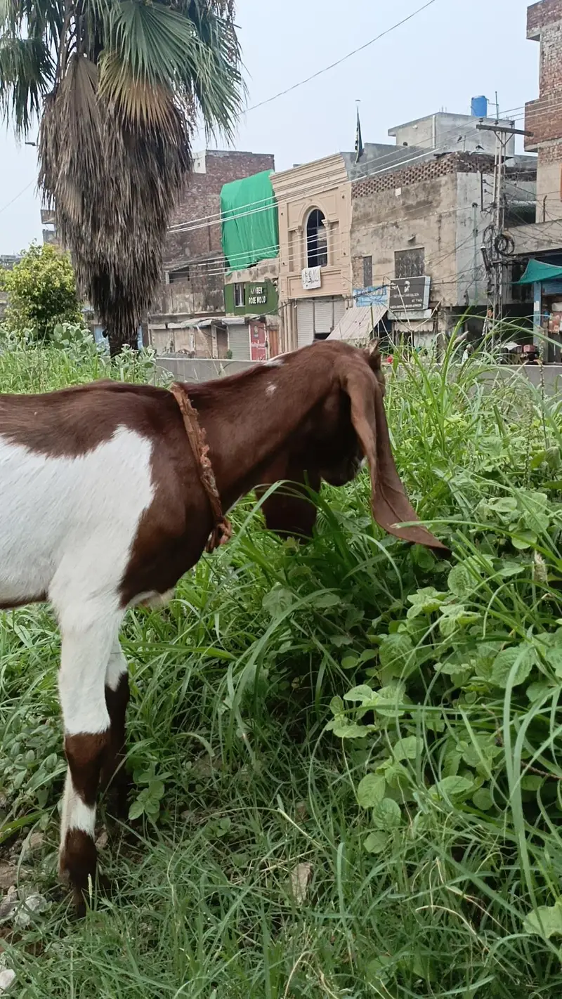 Bakri for Sale — photo 2