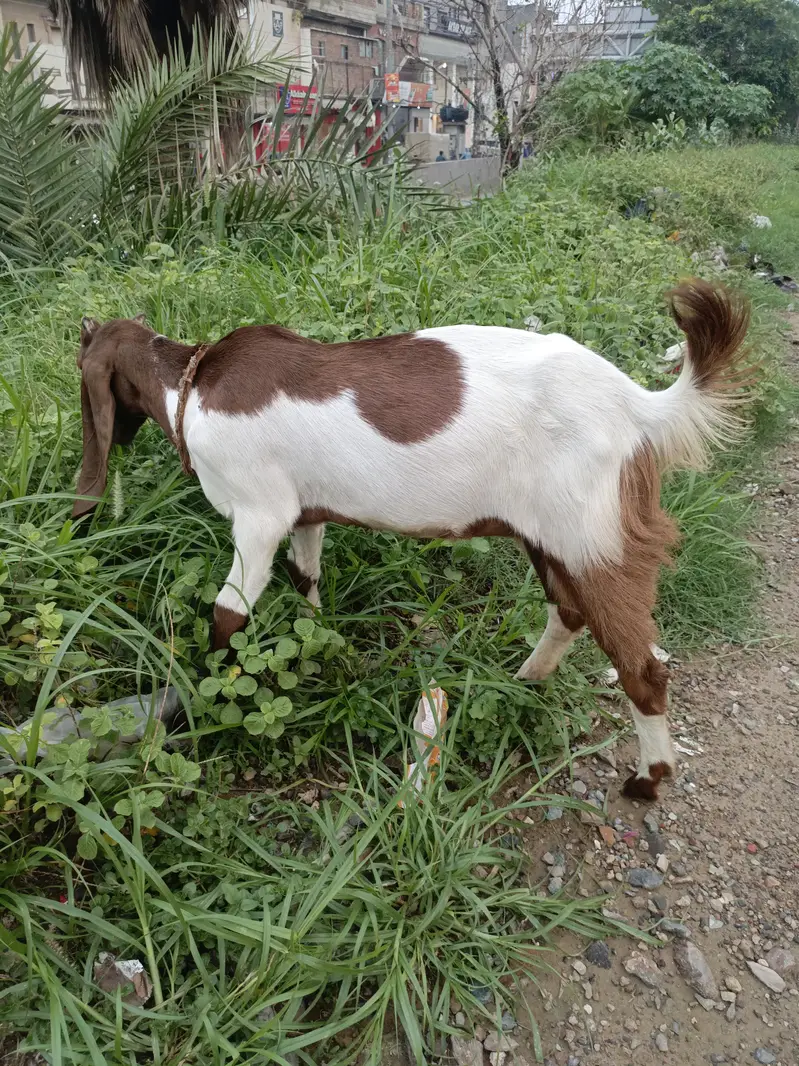 Bakri for Sale — photo 3