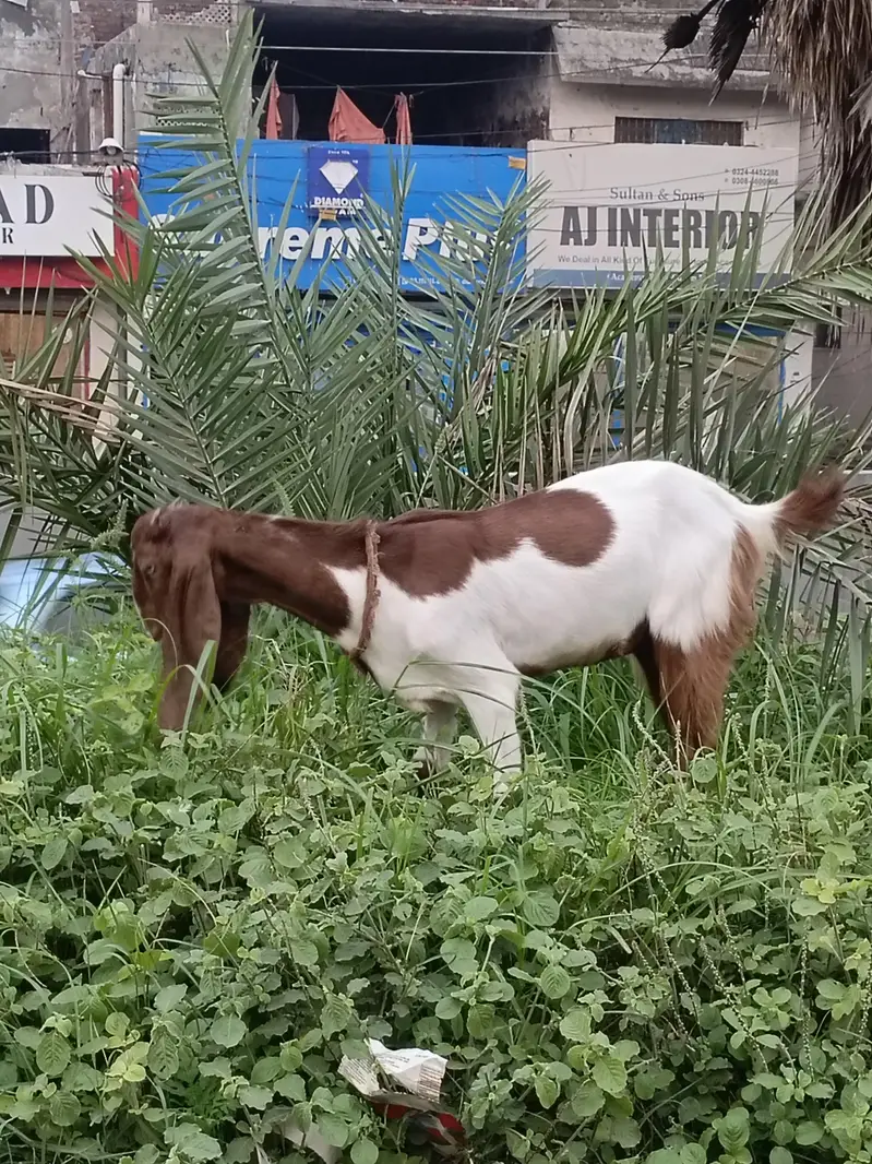 Bakri for Sale — photo 4