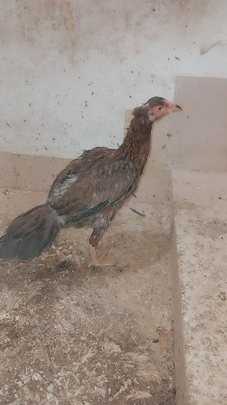 aseel murgy — photo 2