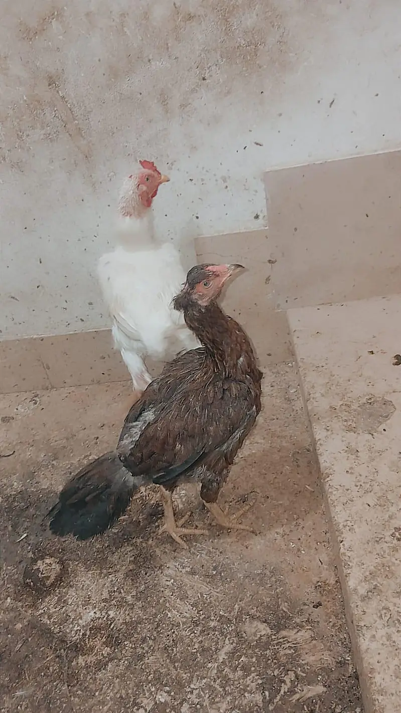aseel murgy — photo 4