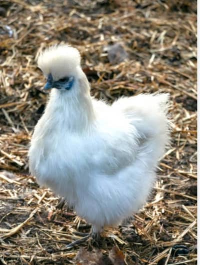 silkie pair of chicken