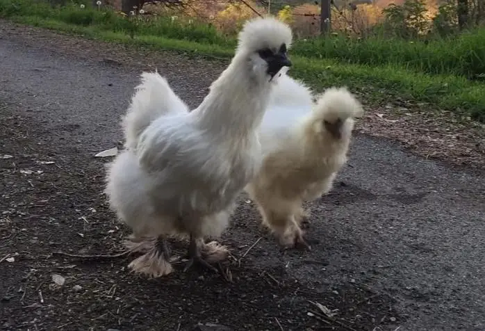 silkie pair of chicken — photo 2