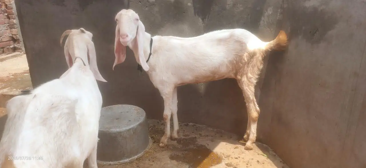 rajanpuri ablak — photo 2