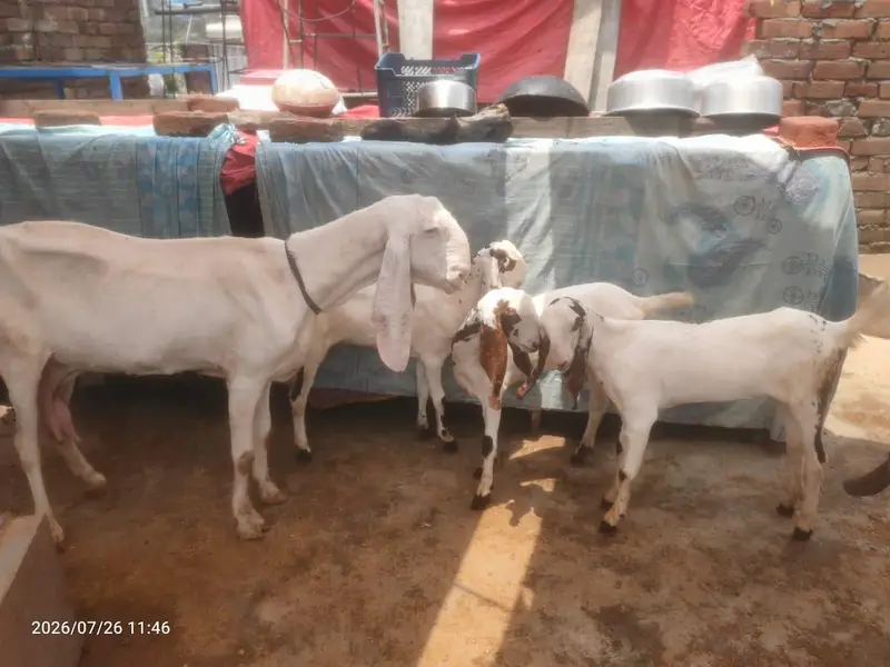rajanpuri ablak — photo 3