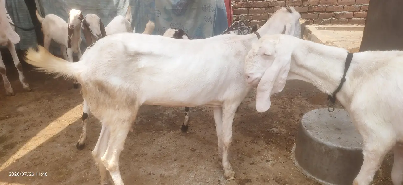 rajanpuri ablak — photo 4