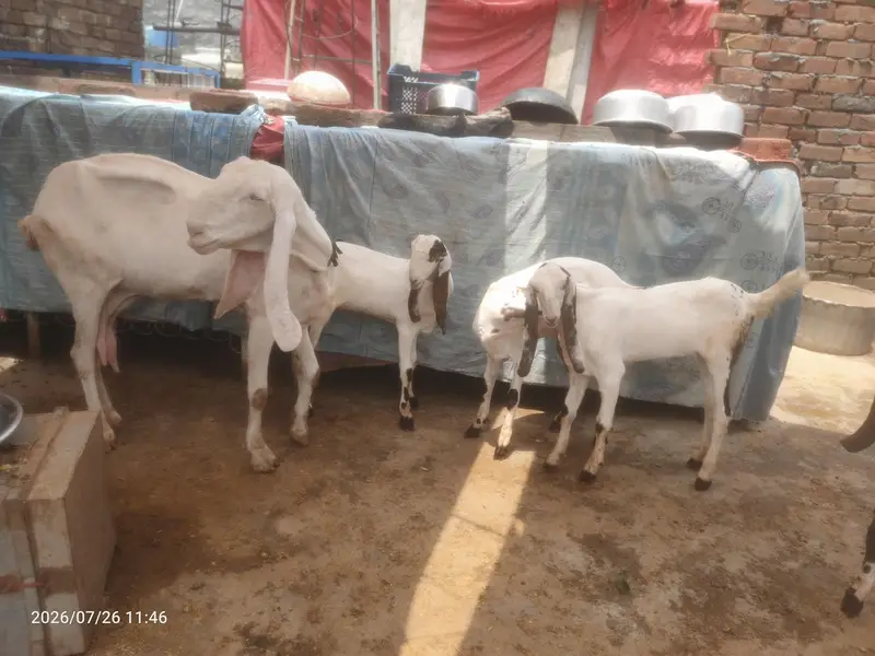 rajanpuri ablak — photo 5