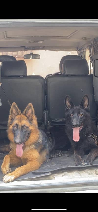 champion breed GSD pair (Long Coat Heavy Bone Structure)