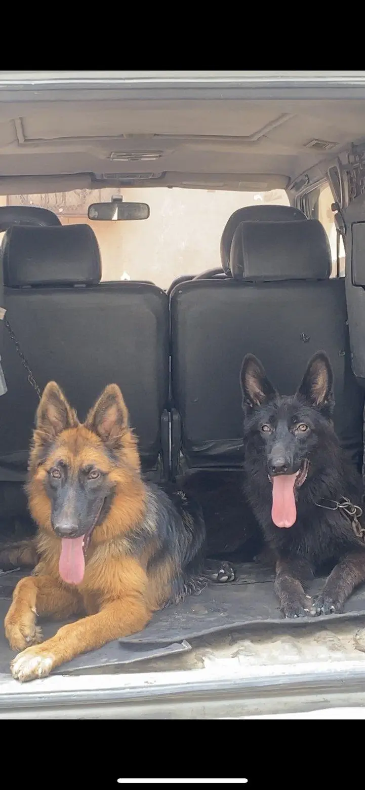 champion breed GSD pair (Long Coat Heavy Bone Structure)