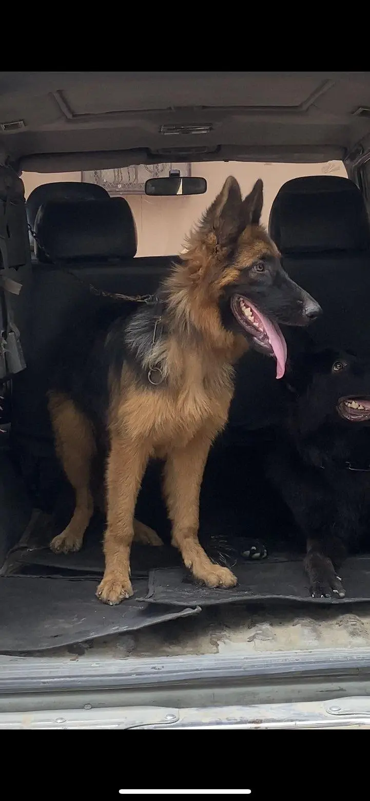 champion breed GSD pair (Long Coat Heavy Bone Structure) — photo 2