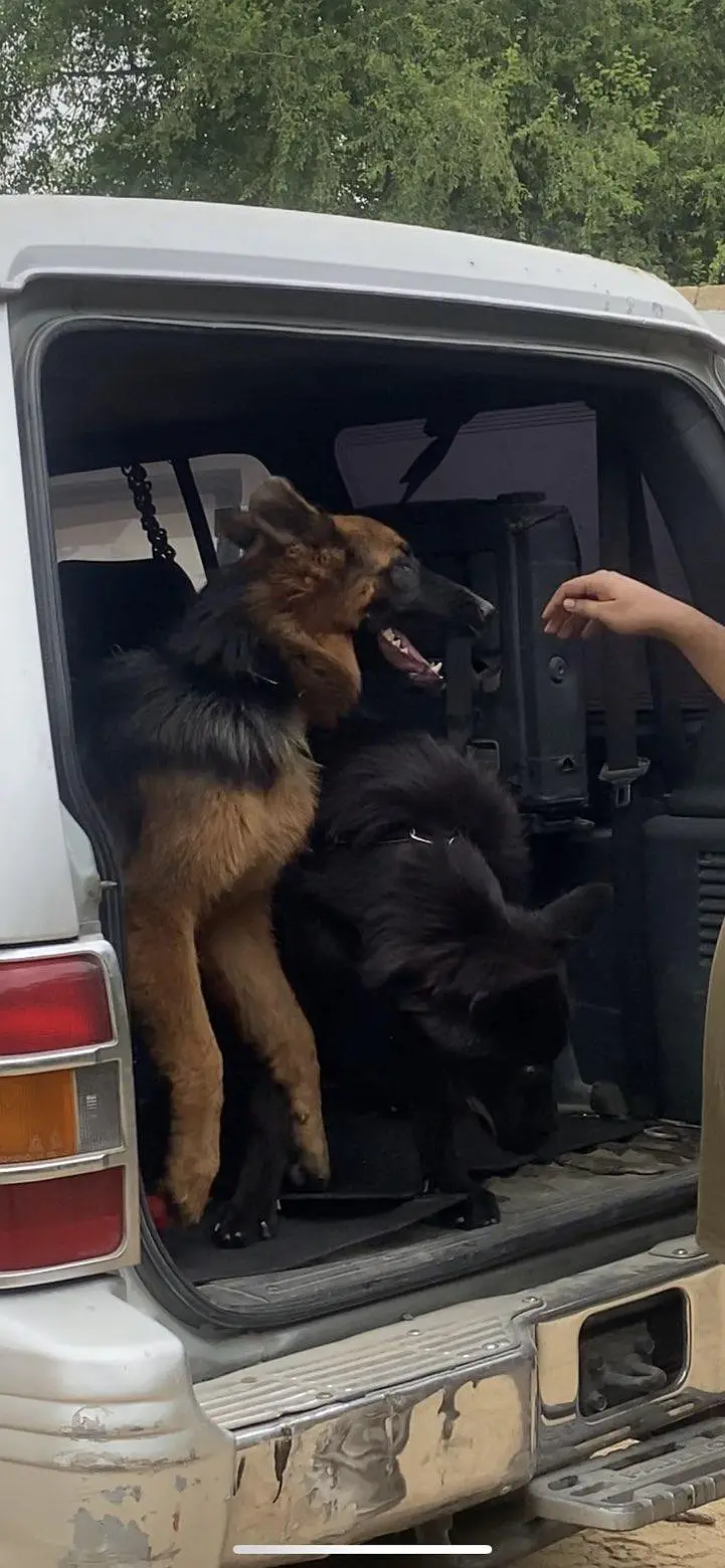 champion breed GSD pair (Long Coat Heavy Bone Structure) — photo 3