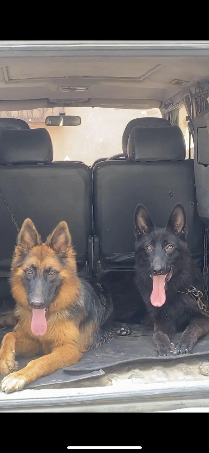 champion breed GSD pair (Long Coat Heavy Bone Structure) — photo 4