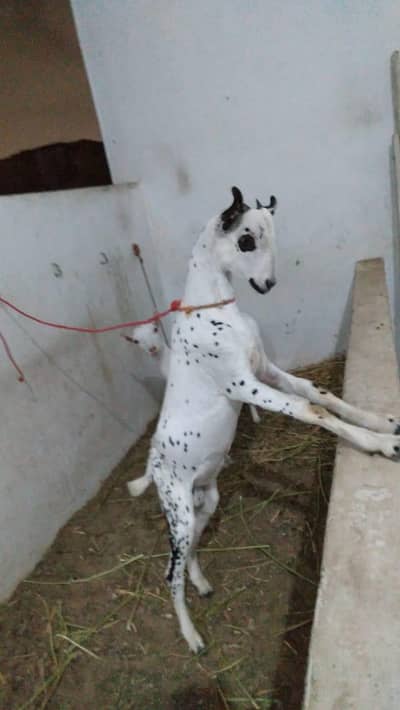 Taddy Goat