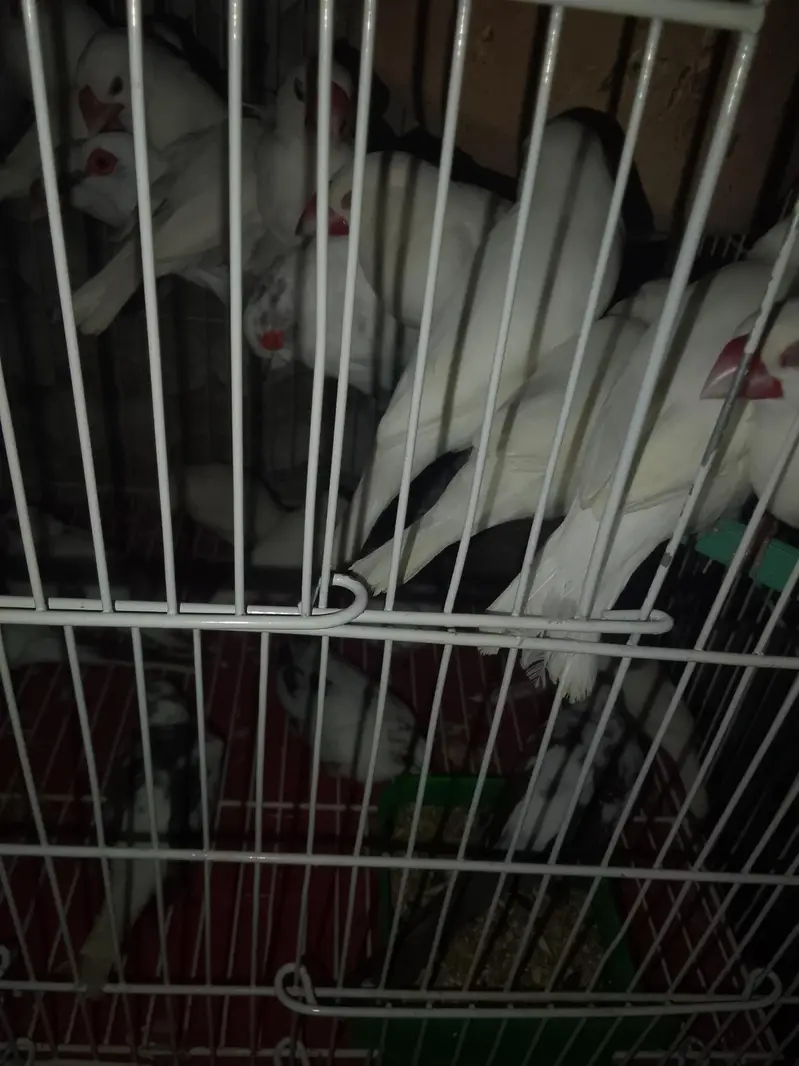 bugies — photo 5