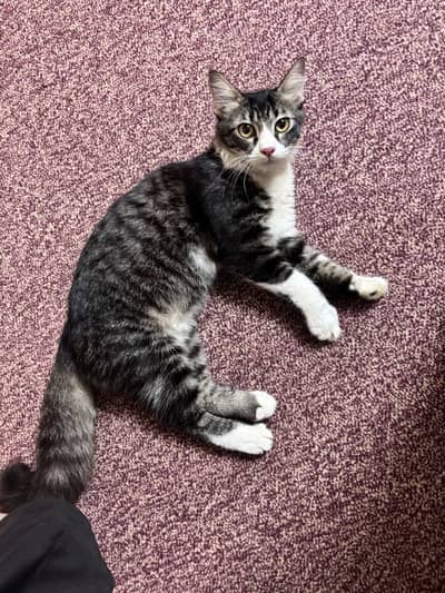 Home Cat with fluffy tail