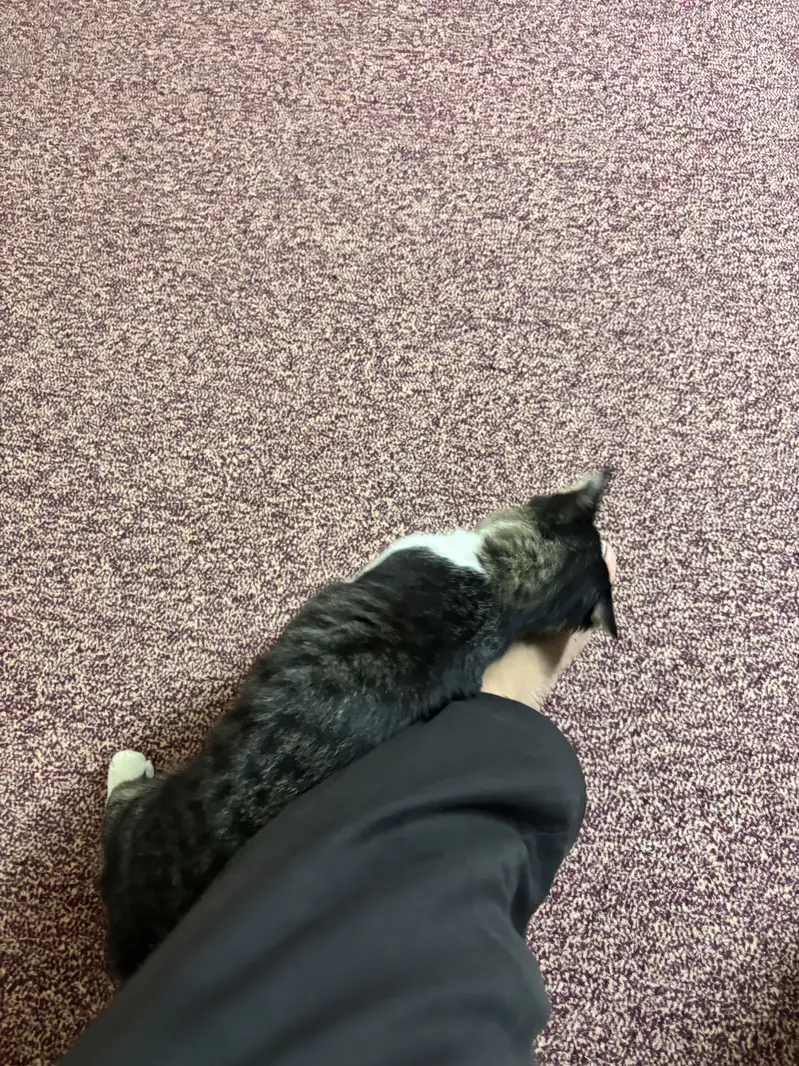 Home Cat with fluffy tail — photo 2